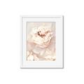 Picture of Peony Flowers _GroupedProduct_Rectangle_Portrait_Photography _GroupedProduct_Rectangle_Portrait_Framed_Matted_