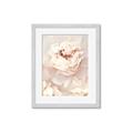 Picture of Peony Flowers _GroupedProduct_Rectangle_Portrait_Photography _GroupedProduct_Rectangle_Portrait_Framed_Matted_
