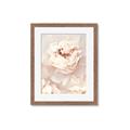 Picture of Peony Flowers _GroupedProduct_Rectangle_Portrait_Photography _GroupedProduct_Rectangle_Portrait_Framed_Matted_