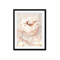 Picture of Peony Flowers _GroupedProduct_Rectangle_Portrait_Photography _GroupedProduct_Rectangle_Portrait_Framed_Matted_