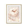 Picture of Peony Flowers _GroupedProduct_Rectangle_Portrait_Photography _GroupedProduct_Rectangle_Portrait_Framed_Matted_