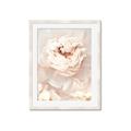 Picture of Peony Flowers _GroupedProduct_Rectangle_Portrait_Photography _GroupedProduct_Rectangle_Portrait_Framed_Matted_