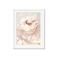 Picture of Peony Flowers _GroupedProduct_Rectangle_Portrait_Photography _GroupedProduct_Rectangle_Portrait_Framed_Matted_
