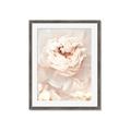 Picture of Peony Flowers _GroupedProduct_Rectangle_Portrait_Photography _GroupedProduct_Rectangle_Portrait_Framed_Matted_