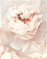 Picture of Peony Flowers _GroupedProduct_Rectangle_Portrait_Photography _GroupedProduct_Rectangle_Portrait_Unframed_Print_Only_