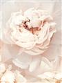 Picture of Peony Flowers _GroupedProduct_Rectangle_Portrait_Photography _GroupedProduct_Rectangle_Portrait_Unframed_Print_Only_