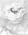 Picture of Peony Flowers _GroupedProduct_Rectangle_Portrait_Photography _GroupedProduct_Rectangle_Portrait_Unframed_Print_Only_
