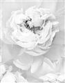 Picture of Peony Flowers _GroupedProduct_Rectangle_Portrait_Photography _GroupedProduct_Rectangle_Portrait_Unframed_Print_Only_