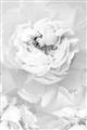 Picture of Peony Flowers _GroupedProduct_Rectangle_Portrait_Photography _GroupedProduct_Rectangle_Portrait_Unframed_Print_Only_