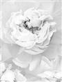 Picture of Peony Flowers _GroupedProduct_Rectangle_Portrait_Photography _GroupedProduct_Rectangle_Portrait_Unframed_Print_Only_