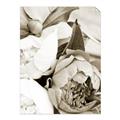 Picture of Pink Bloom _GroupedProduct_Rectangle_Portrait_Photography _GroupedProduct_Rectangle_Portrait_Unframed_Print_Only_