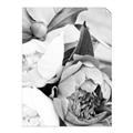 Picture of Pink Bloom _GroupedProduct_Rectangle_Portrait_Photography _GroupedProduct_Rectangle_Portrait_Unframed_Print_Only_