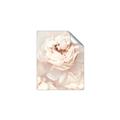 Picture of Peony Flowers _GroupedProduct_Rectangle_Portrait_Photography _GroupedProduct_Rectangle_Portrait_Unframed_Print_Only_