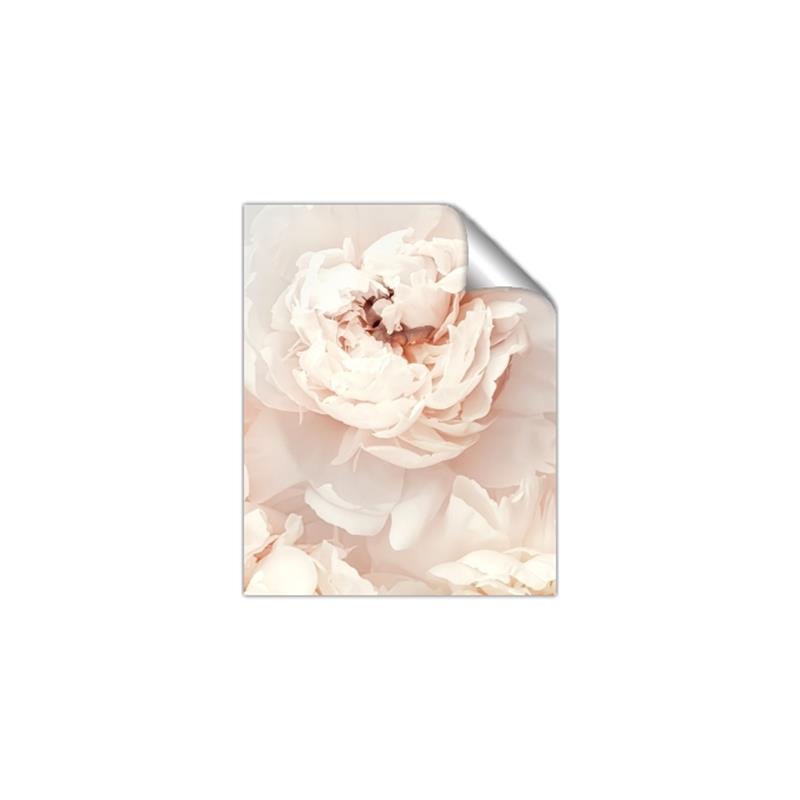 Picture of Peony Flowers _GroupedProduct_Rectangle_Portrait_Photography _GroupedProduct_Rectangle_Portrait_Unframed_Print_Only_