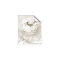 Picture of Peony Flowers _GroupedProduct_Rectangle_Portrait_Photography _GroupedProduct_Rectangle_Portrait_Unframed_Print_Only_