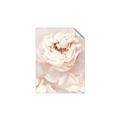 Picture of Peony Flowers _GroupedProduct_Rectangle_Portrait_Photography _GroupedProduct_Rectangle_Portrait_Unframed_Print_Only_