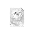 Picture of Peony Flowers _GroupedProduct_Rectangle_Portrait_Photography _GroupedProduct_Rectangle_Portrait_Unframed_Print_Only_