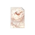 Picture of Peony Flowers _GroupedProduct_Rectangle_Portrait_Photography _GroupedProduct_Rectangle_Portrait_Unframed_Print_Only_