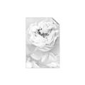 Picture of Peony Flowers _GroupedProduct_Rectangle_Portrait_Photography _GroupedProduct_Rectangle_Portrait_Unframed_Print_Only_