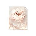 Picture of Peony Flowers _GroupedProduct_Rectangle_Portrait_Photography _GroupedProduct_Rectangle_Portrait_Unframed_Print_Only_