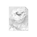 Picture of Peony Flowers _GroupedProduct_Rectangle_Portrait_Photography _GroupedProduct_Rectangle_Portrait_Unframed_Print_Only_