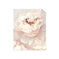 Picture of Peony Flowers _GroupedProduct_Rectangle_Portrait_Photography _GroupedProduct_Rectangle_Portrait_Unframed_Print_Only_