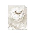 Picture of Peony Flowers _GroupedProduct_Rectangle_Portrait_Photography _GroupedProduct_Rectangle_Portrait_Unframed_Print_Only_