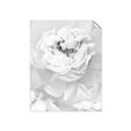 Picture of Peony Flowers _GroupedProduct_Rectangle_Portrait_Photography _GroupedProduct_Rectangle_Portrait_Unframed_Print_Only_