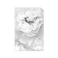 Picture of Peony Flowers _GroupedProduct_Rectangle_Portrait_Photography _GroupedProduct_Rectangle_Portrait_Unframed_Print_Only_