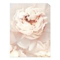 Picture of Peony Flowers _GroupedProduct_Rectangle_Portrait_Photography _GroupedProduct_Rectangle_Portrait_Unframed_Print_Only_