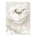 Picture of Peony Flowers _GroupedProduct_Rectangle_Portrait_Photography _GroupedProduct_Rectangle_Portrait_Unframed_Print_Only_