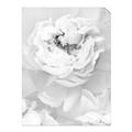 Picture of Peony Flowers _GroupedProduct_Rectangle_Portrait_Photography _GroupedProduct_Rectangle_Portrait_Unframed_Print_Only_