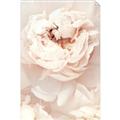 Picture of Peony Flowers _GroupedProduct_Rectangle_Portrait_Photography _GroupedProduct_Rectangle_Portrait_Unframed_Print_Only_