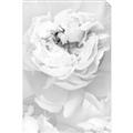 Picture of Peony Flowers _GroupedProduct_Rectangle_Portrait_Photography _GroupedProduct_Rectangle_Portrait_Unframed_Print_Only_