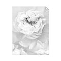 Picture of Peony Flowers _GroupedProduct_Rectangle_Portrait_Photography _GroupedProduct_Rectangle_Portrait_Unframed_Print_Only_