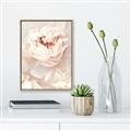 Picture of Peony Flowers _GroupedProduct_Rectangle_Portrait_Photography _GroupedProduct_Rectangle_Portrait_Canvas_Framed_