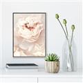 Picture of Peony Flowers _GroupedProduct_Rectangle_Portrait_Photography _GroupedProduct_Rectangle_Portrait_Canvas_Framed_