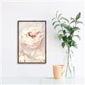 Picture of Peony Flowers _GroupedProduct_Rectangle_Portrait_Photography _GroupedProduct_Rectangle_Portrait_Canvas_Framed_