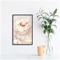 Picture of Peony Flowers _GroupedProduct_Rectangle_Portrait_Photography _GroupedProduct_Rectangle_Portrait_Canvas_Framed_