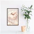Picture of Peony Flowers _GroupedProduct_Rectangle_Portrait_Photography _GroupedProduct_Rectangle_Portrait_Canvas_Framed_