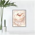 Picture of Peony Flowers _GroupedProduct_Rectangle_Portrait_Photography _GroupedProduct_Rectangle_Portrait_Canvas_Framed_