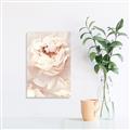 Picture of Peony Flowers _GroupedProduct_Rectangle_Portrait_Photography _GroupedProduct_Rectangle_Portrait_Unframed_Print_Only_