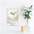 Picture of Peony Flowers _GroupedProduct_Rectangle_Portrait_Photography _GroupedProduct_Rectangle_Portrait_Unframed_Print_Only_
