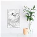 Picture of Peony Flowers _GroupedProduct_Rectangle_Portrait_Photography _GroupedProduct_Rectangle_Portrait_Unframed_Print_Only_