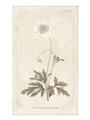 Picture of Flower Sketch I _GroupedProduct_Rectangle_Portrait_Unframed_Print_Only_