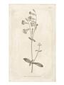 Picture of Flower Sketch II _GroupedProduct_Rectangle_Portrait_Unframed_Print_Only_