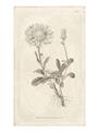 Picture of Flower Sketch III _GroupedProduct_Rectangle_Portrait_Unframed_Print_Only_