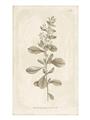 Picture of Flower Sketch IV _GroupedProduct_Rectangle_Portrait_Unframed_Print_Only_