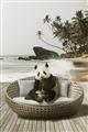 Picture of Panda Sitting on Sofa _GroupedProduct_Rectangle_Portrait_Unframed_Print_Only_
