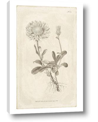 Picture of Flower Sketch III